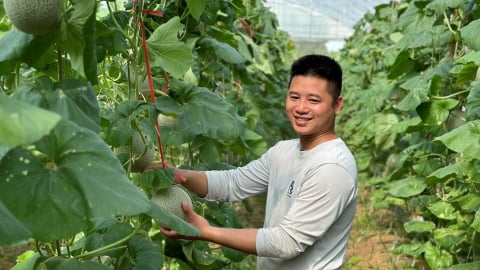 Sản xuất rau quả hữu cơ, hợp tác xã có doanh thu hơn 700 triệu đồng/năm