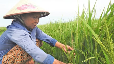 Dịch bệnh chồng dịch hại, cán bộ, nông dân bàn giải pháp phòng trừ xuyên đêm