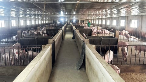Cần trợ lực cho doanh nghiệp chăn nuôi lợn bị thiệt hại do bão số 5