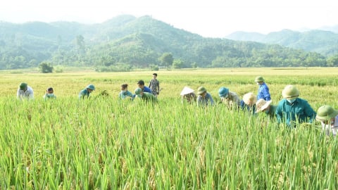 Yên Bái: Vụ đông xuân vượt kỳ vọng