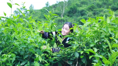 Chè Shan Tuyết - Cây chủ lực giúp người dân Phình Hồ vươn lên thoát nghèo