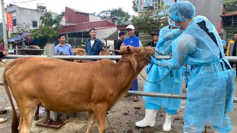 Truy tìm virus SAT1 từ chợ gia súc