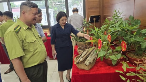 Lạng Sơn đưa lâm sản vươn xa