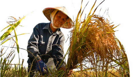 Hãy sống cuộc đời của người nông dân kiêu hãnh