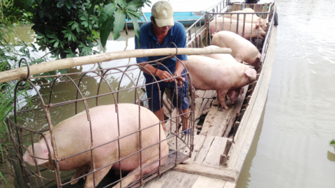 Lo lắng người chăn nuôi heo quay lưng