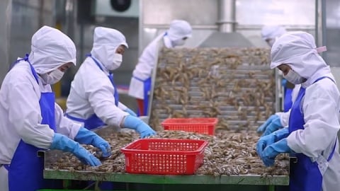 Cơ hội cho tôm Việt Nam khi Trung Quốc kiểm soát tôm Ecuador