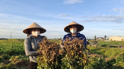Lạc vụ xuân được mùa, được giá chưa từng có