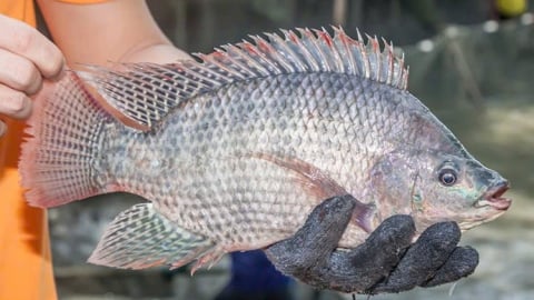Việt Nam và 'cú bơi xa' của cá rô phi