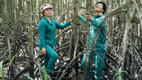 Rừng Cần Giờ - Nửa thế kỷ hồi sinh