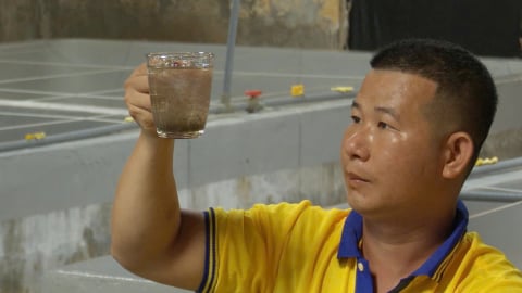 Thủ phủ tôm giống công nghệ cao: [Bài 2] Giữ thương hiệu cho tôm giống