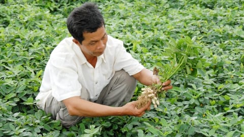 Chuyển đổi cây trồng trên đất lúa, thu nhập tăng gấp 3-5 lần
