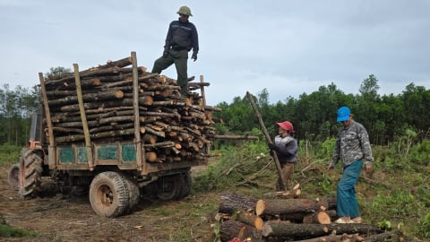 Rừng thông hàng chục năm tuổi bị chặt hạ