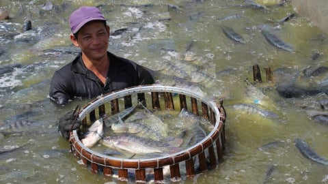 Cục Thủy sản và Kiểm ngư: Nuôi cá rô phi được quy định chặt chẽ từ điều kiện môi trường đến an toàn thực phẩm