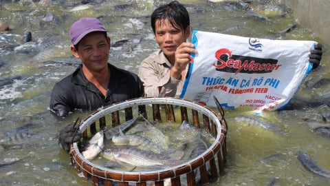 Cục Thủy sản và Kiểm ngư: Nuôi cá rô phi được quy định chặt chẽ từ điều kiện môi trường đến an toàn thực phẩm