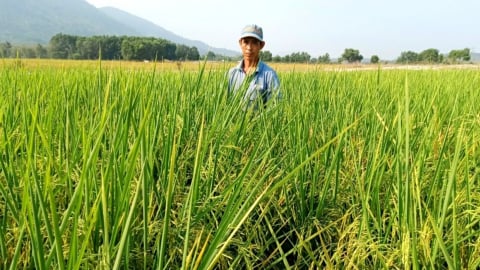 Vị ngọt hạt gạo OCOP Đức Lan và nỗi trăn trở giữ bờ xôi ruộng mật