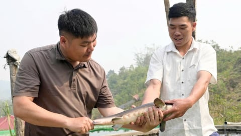 Nuôi cá nước lạnh ở Mường Hum thu tiền tỷ
