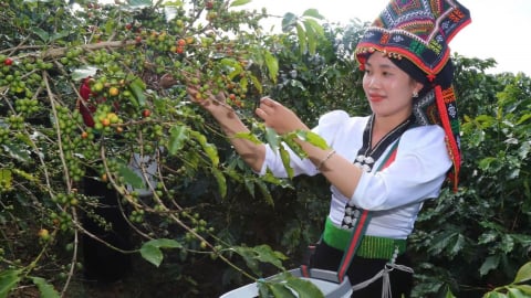 Arabica Sơn La: [Bài 2] Cần một hội đồng ngành hàng