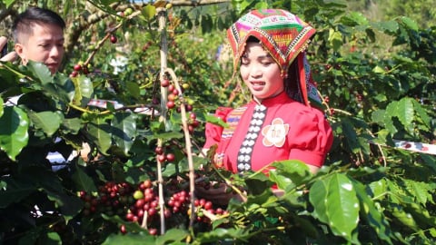 Arabica Sơn La: [Bài 3] Từ miền đất dốc đến thủ phủ Arabica của Đông Nam Á