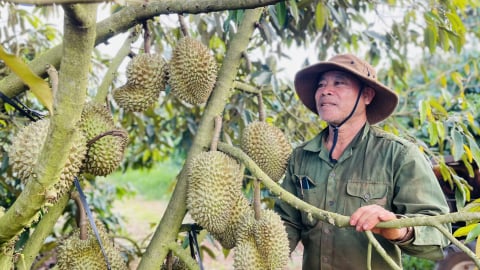 Thị trường sầu riêng trước ngã rẽ mới:[Bài 3] Chuẩn hóa để đi đường dài