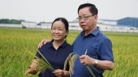Người phụ nữ nặng lòng với lúa hữu cơ