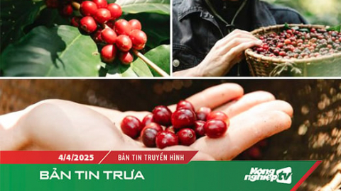 Cà phê Việt Nam mất lợi thế cạnh tranh khi Mỹ áp thuế 46%