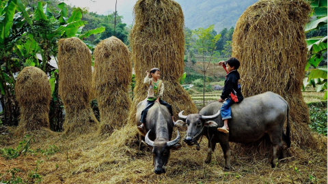 Tùy bút Lê Minh Quốc: Về Tết quê nhà gặp tuổi thơ