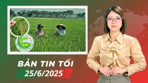 Hà Nội: Sẽ nhân rộng mô hình canh tác lúa cải tiến