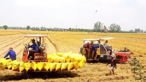Vietrisa thúc đẩy phát triển chuỗi giá trị lúa gạo bền vững