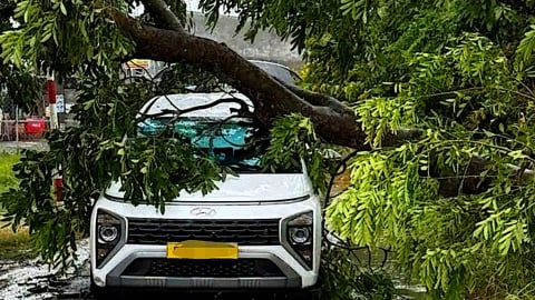 TPHCM: Mưa giông, gió giật mạnh khiến nhiều cây xanh đổ ngã