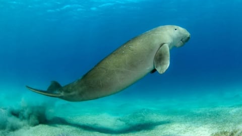 Cấp bách bảo vệ quần thể Dugong Côn Đảo trước nguy cơ tuyệt chủng