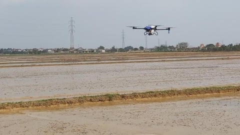 5 'cánh đồng không dấu chân' ở Cẩm Giàng