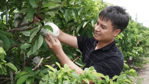 Mãng cầu Bà Đen - sản vật trứ danh