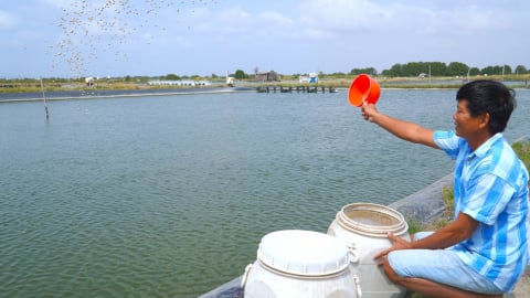 Nước mặn, ‘mỏ vàng’ của miền Tây Nam bộ