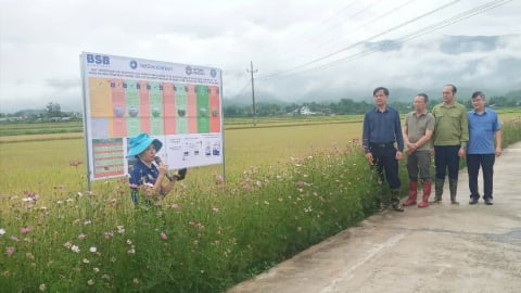 Điện Biên canh tác lúa thông minh, giảm phát thải