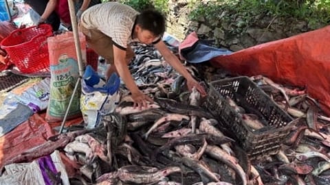 Cá tầm, cá hồi trôi theo nước lũ