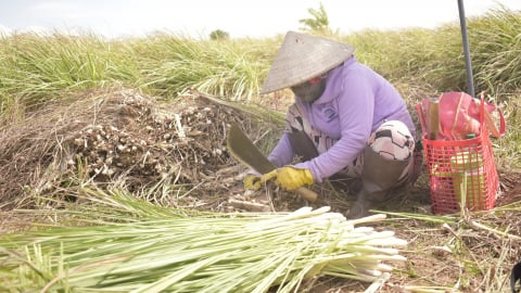 Chuyển lúa sang sả, nông dân cười hỉ hả