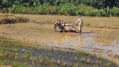Nước tưới vụ hè thu: Dùng nước tiết kiệm, gieo sạ tập trung