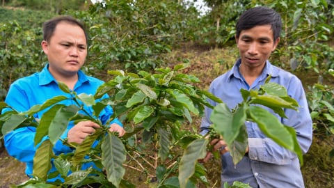 Đời sống của người Xinh Mun sang trang mới nhờ trồng cà phê chè
