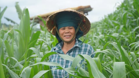 Giữ đất để giữ cây ngô trên rẻo cao