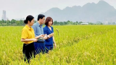 Nghiên cứu, sản xuất giống lúa mới mang thương hiệu Hà Nội