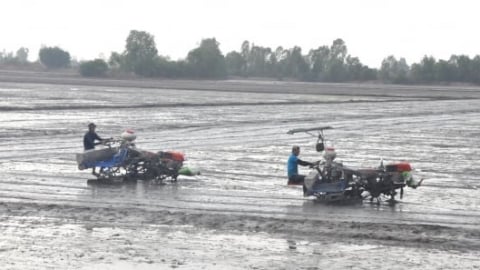 An Giang kỳ vọng lập kỷ lục trên 1,5 triệu tấn lúa vụ thu đông