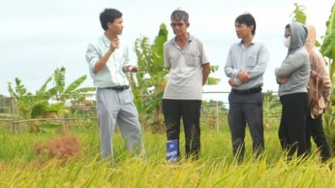 Tìm biện pháp phòng trừ tuyến trùng gây hại cho lúa ở ĐBSCL