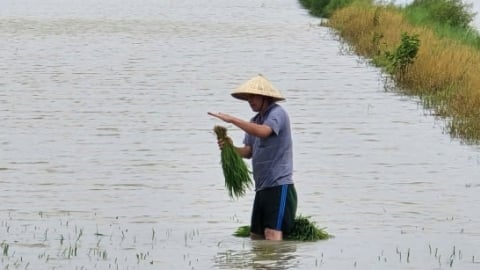 Hải Phòng yêu cầu nông dân dừng cấy lúa đến khi bão tan