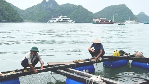 Nông dân Hải Phòng lo 'trắng tay', nín thở theo dõi bão WIPHA