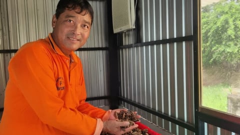 Trồng 40.000 cây nhàu, tỷ phú nông dân thu nhập hơn 100 triệu đồng/tháng