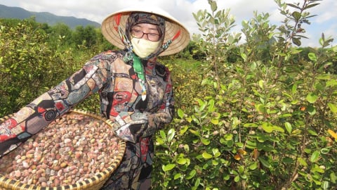 Bồi bổ đất trồng sim, thu nhập gấp 3 trồng keo