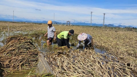 Quảng Trị hỗ trợ sản xuất nông nghiệp bị thiệt hại do thiên tai