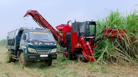 Năng suất đường Việt Nam đứng đầu ASEAN, sản lượng gấp đôi sau 5 năm