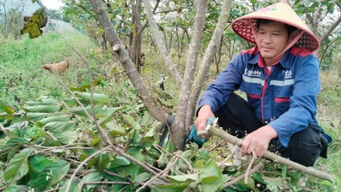 Trồng na 'không làm phiền đất'