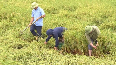 Mưa lớn gây thiệt hại hơn 1.700 hecta lúa kỳ thu hoạch